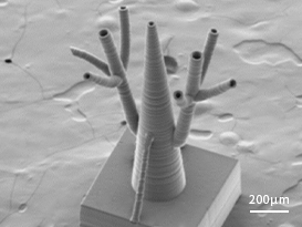 Capillary Network Structure